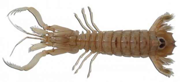 Galeras Enteras "G" 1Kg