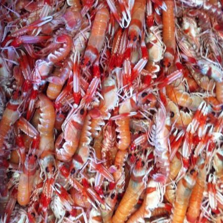 Lubina Piscifactoria Nacional 1800-2600 g/pz