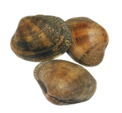 Almeja Japonica G 50Un. C/2Kg