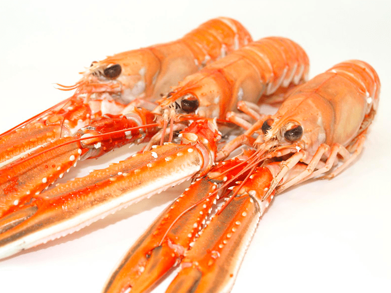 Cigala Escocia 70-100 g/pz (1) 1,350kg 4x1,5kg