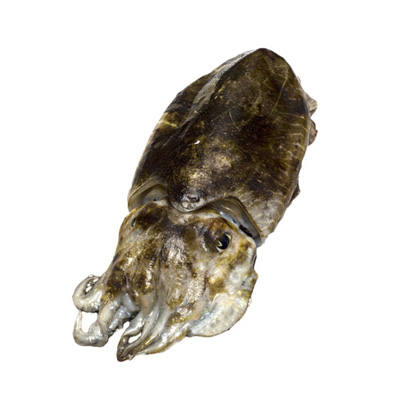 Sepia Abordo Marruecos 100-150 g/pz Bloq.(2P) 4x5kg