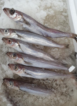 Pescadilla 300/400 F