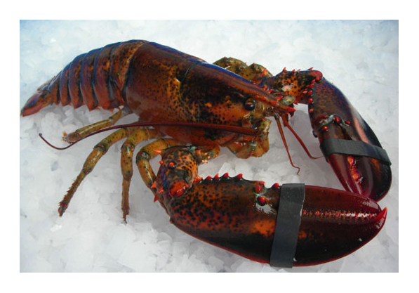 Bogavante Canada Quarter 600G Fresco