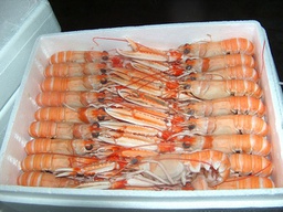 [3321422] Cigala 17-25 g/pza (Grillo/40-60) 4Un x 2kg Neto [vta/unidad]