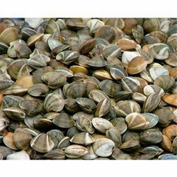 [AR7218] Chirla Mediana