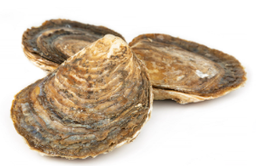 [AR741E] Ostra Especial Gallega C/25Un.