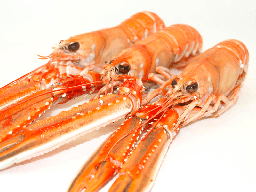 [3321419] Cigala 30-50 g/pza (3) (20-25) 4Un x 1.350kg Neto [vta/unidad]