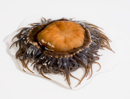 [AR7774] Ortiguillas De Mar 500g Fresco