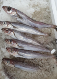 [AR7695] Pescadilla 300/400 F