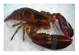 [AR731E] Bogavante Canada Quarter 600G Fresco