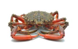 [AR722] Centollos 800/1000